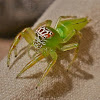 Mopsus Mormon Jumping Spider