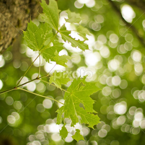 Can branch.. Be more than a tree? by James Realmwalker Johansson - Nature Up Close Trees & Bushes