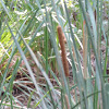 Narrow leaf Cattail