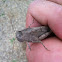 Carolina Grasshopper