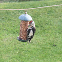 Juvenile Great Spotted Woodpecker