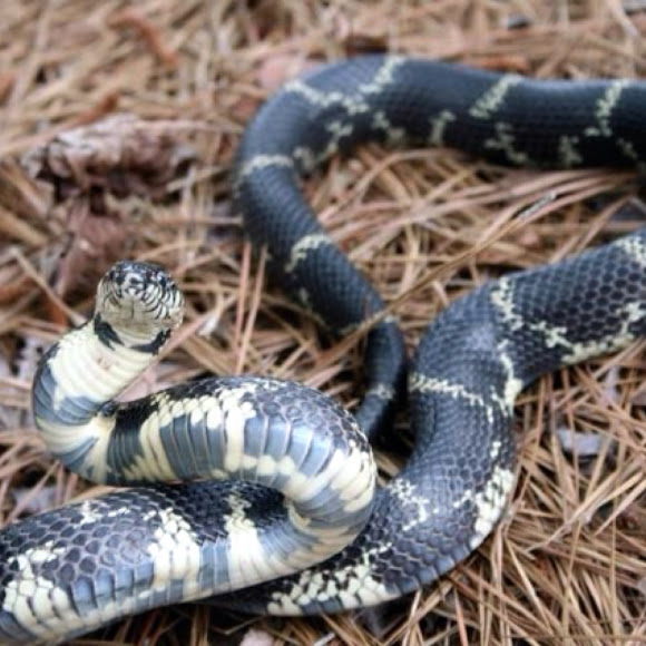 Eastern king snake Project Noah