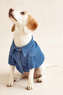 How to download Beagle Wallpaper HD lastet apk for android