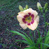 Daylily