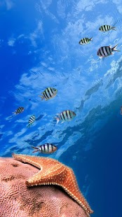 Oceánská Ryba Živá Tapeta - náhled