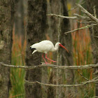 White Ibis