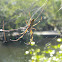 Nephila - Golden silk orb-weaver