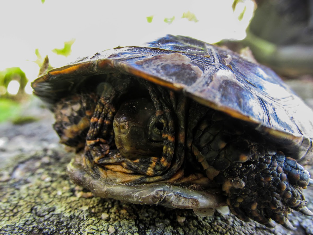 Mediterranean turtle