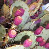 Beavertail cactus with prickly pears
