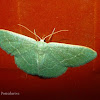 Geometrid Moth