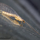 Green Lacewing