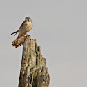 Kestral