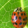 Multicolored Asian Ladybug