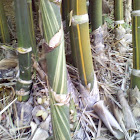 Bengal Bamboo