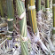 Bengal Bamboo