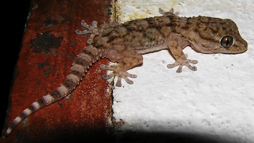 crocodile gecko