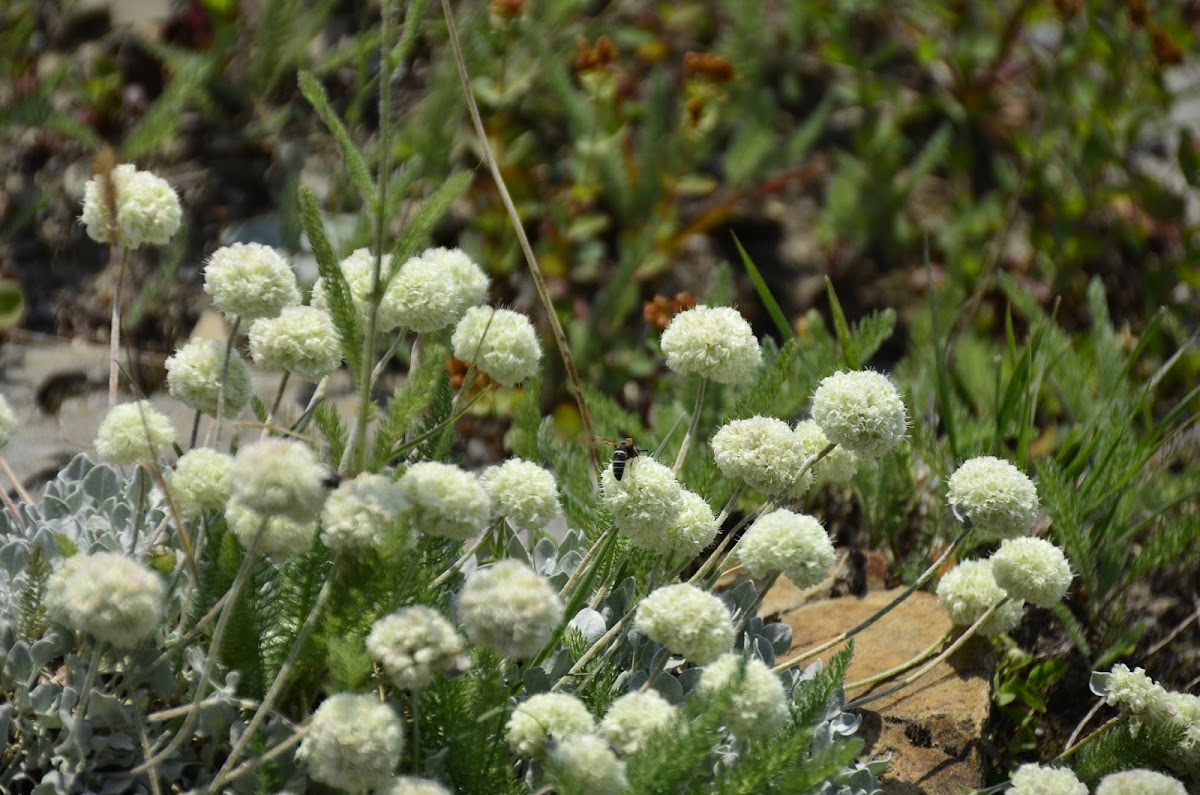 Cushion Buckwheat