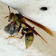 Social wasp/paper wasp