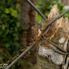 Hantik, Weaver ants