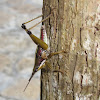 Short-horned Grasshopper