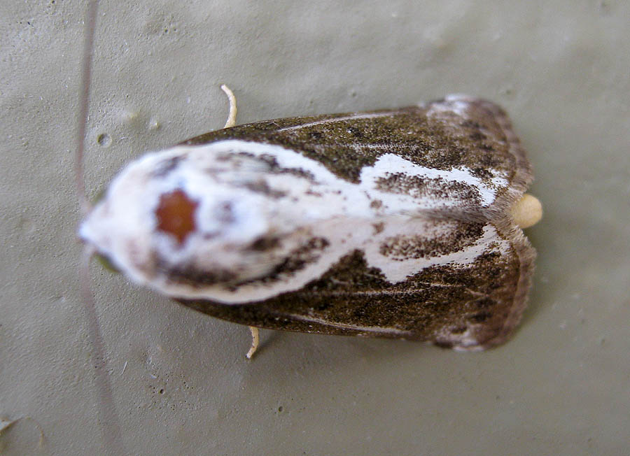 White & Brown Moth
