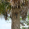 Red-bellied woodpecker