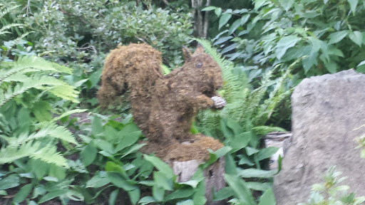 Butchart Gardens Squirrel