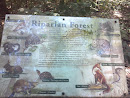 Riparian forest