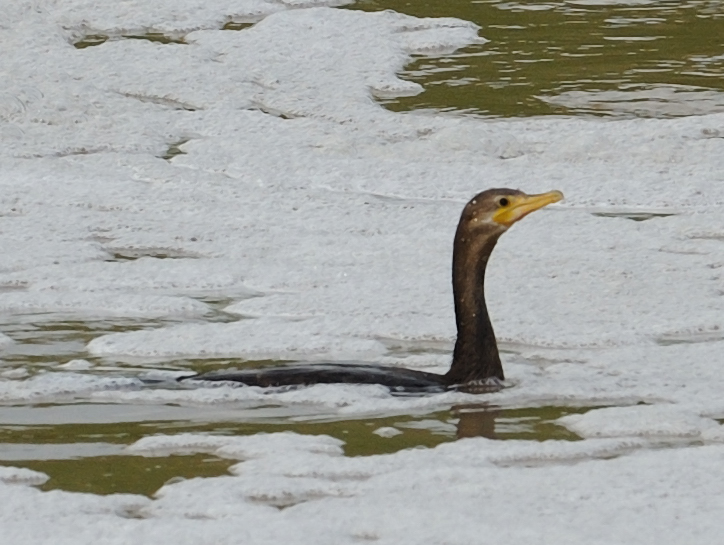 Double-crested Cormorant