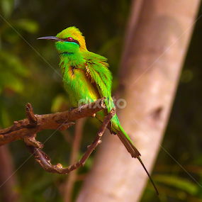 Scatered........... by Bikash Roy - Animals Birds