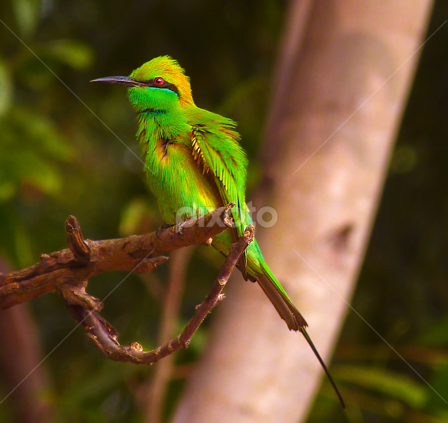 Scatered........... by Bikash Roy - Animals Birds