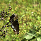Common Indian Crow butterfly