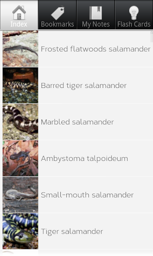 Salamander Species