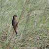 Long-tailed Widowbird (Female)