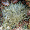 Anémona de mar. Sea anemone