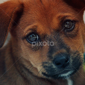 so cute by Ateddi S - Animals - Dogs Puppies