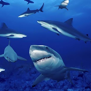 download Hiu Gambar Animasi free