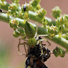 Green Lynx Spider with Prey