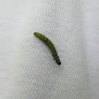 Raupe oder Larve / Caterpillar or Larva?