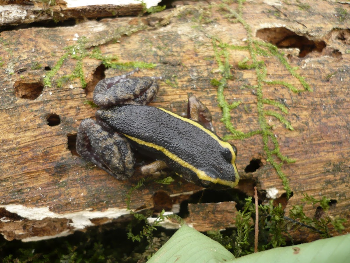 Painted Antnest Frog