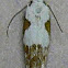Circumscript Mompha Moth