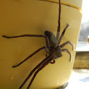 Huntsman spider (female)