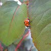 Seven Spotted Ladybird Beetle