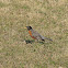 American Robin