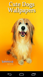 Cute Dogs Live Wallpapers