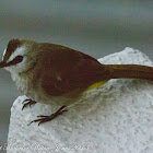 Yellow-vented Bulbul