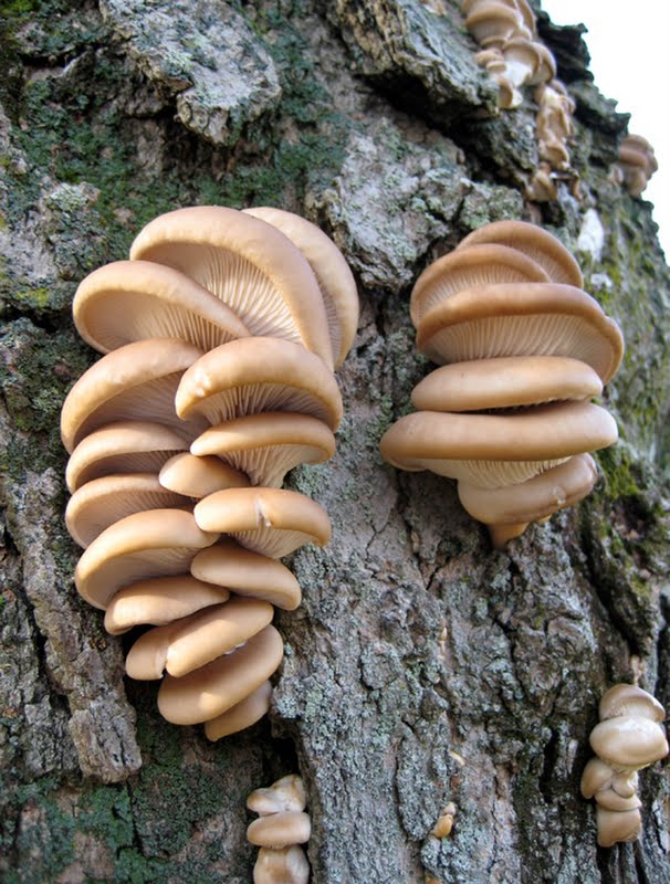 Oyster Mushroom (Pleurotus ostreatus)