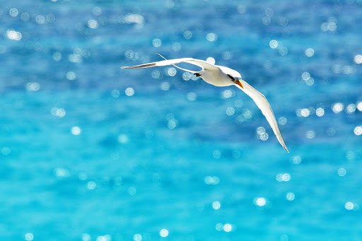 A white-tailed tropicbird in Bermuda. 