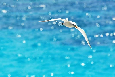 A white-tailed tropicbird in Bermuda. 