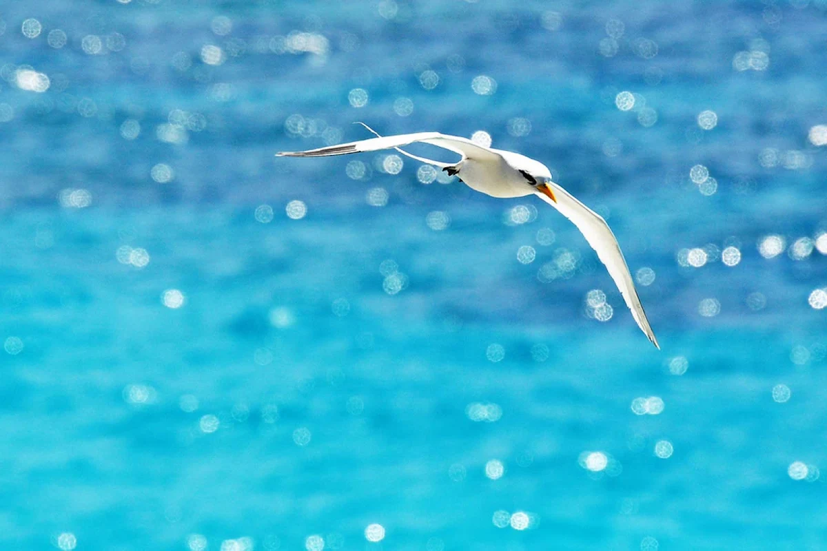 tropicbird-Bermuda - A white-tailed tropicbird in Bermuda. 